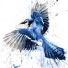 bluejay4811